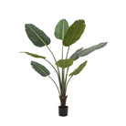 Potted Travellers Palm Tree 5ft by Abode