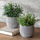 Potted Plant Ceramic Scratch Pot Rosemary (Set of 2) by Abode