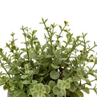 Potted Plant Ceramic Scratch Pot Rosemary (Set of 2) by Abode