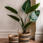 Potted Travellers Palm Tree 5ft by Abode