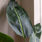 Potted Travellers Palm Tree 5ft by Abode