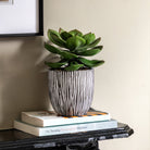Potted Succulent in Ribbed Black Ceramic Pot by Abode