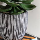 Potted Succulent in Ribbed Black Ceramic Pot by Abode