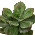 Potted Succulent in Ribbed Black Ceramic Pot by Abode