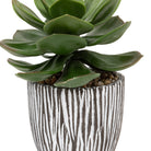 Potted Succulent in Ribbed Black Ceramic Pot by Abode