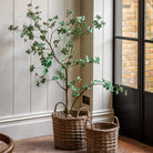 Potted Rhodoleia 5ft Tree by Abode
