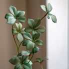 Potted Rhodoleia 5ft Tree by Abode