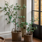 Potted Rhodoleia 5ft Tree by Abode