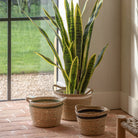 Potted Sansevieria Plant 4ft by Abode
