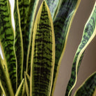 Potted Sansevieria Plant 4ft by Abode