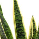 Potted Sansevieria Plant 4ft by Abode