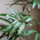 Potted Bamboo Tree 5ft by Abode