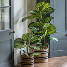 Potted Calathea Leaf Tree 4ft by Abode