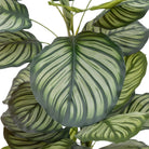 Potted Calathea Leaf Tree 4ft by Abode