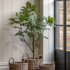 Potted Chinese White Olive Tree 5ft by Abode
