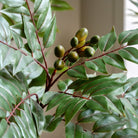 Potted Chinese White Olive Tree 5ft by Abode