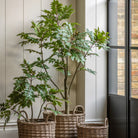 Potted Chinese White Olive Tree 5ft by Abode