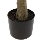 Potted Chinese White Olive Tree 5ft by Abode