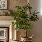 Potted Eucalyptus Tree by Abode