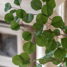 Potted Eucalyptus Tree by Abode