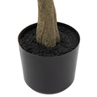 Potted Eucalyptus Tree by Abode