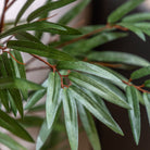 Potted Bamboo Tree 4ft by Abode