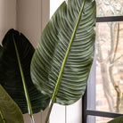 Potted Travellers Palm Tree 4ft by Abode