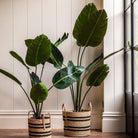 Potted Travellers Palm Tree 4ft by Abode