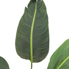 Potted Travellers Palm Tree 4ft by Abode