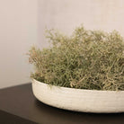 Spanish Moss Bush by Kensington