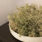 Spanish Moss Bush by Kensington