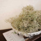 Spanish Moss Bush by Kensington