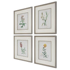 Heirloom Blooms Study Framed Prints - Set of 4 by Uttermost