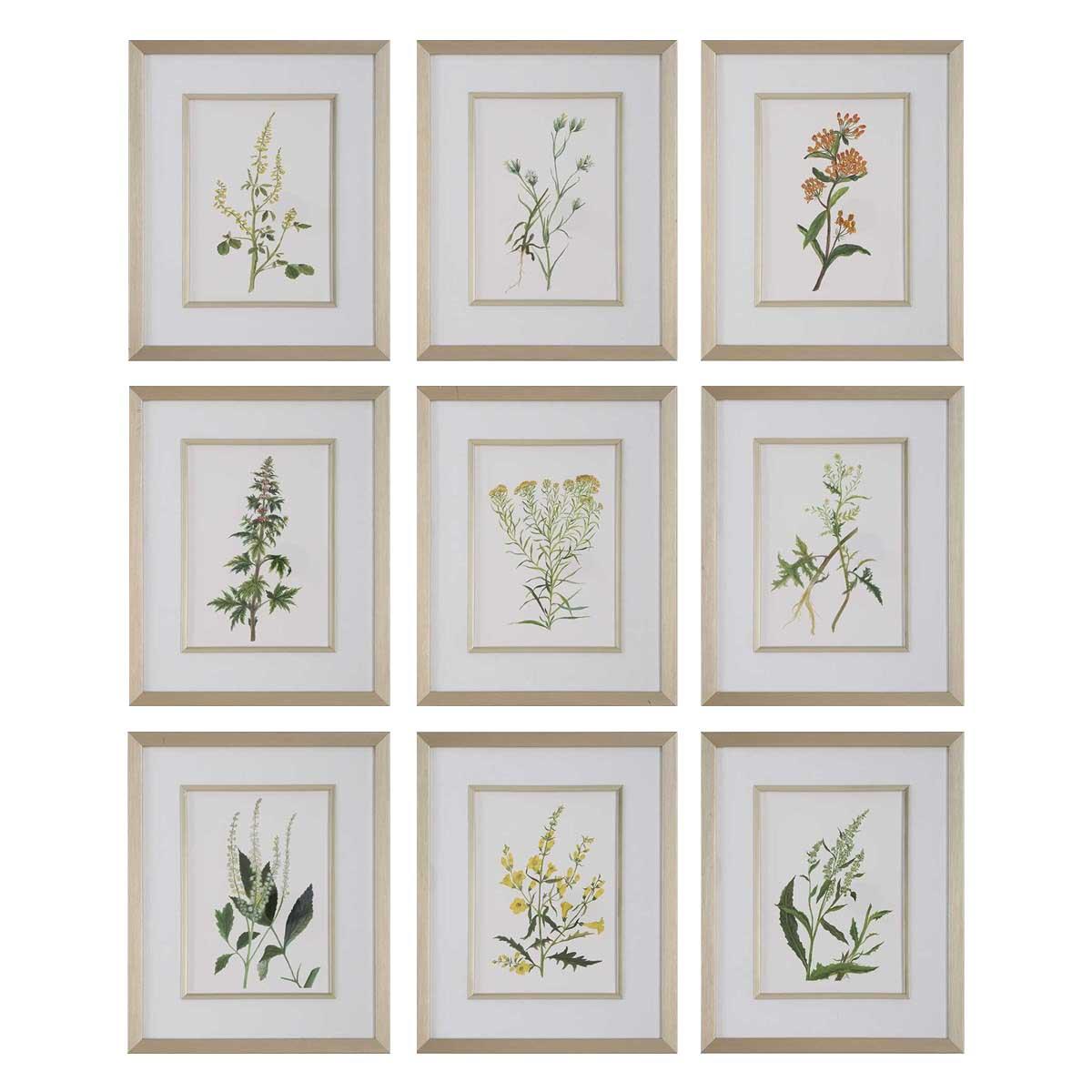 Botanical Flowers Framed Prints - Set of 9 by Uttermost