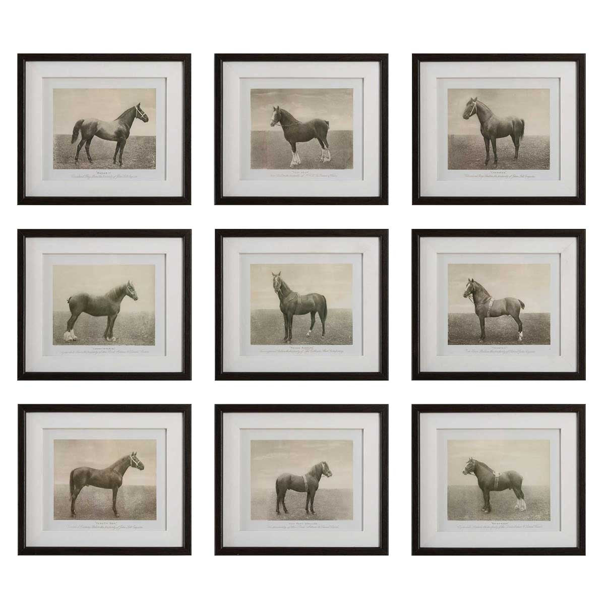 Equine Dynasty Framed Prints - Set of 9 by Uttermost