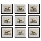 Equine Dynasty Framed Prints - Set of 9 by Uttermost