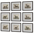 Equine Dynasty Framed Prints - Set of 9 by Uttermost