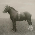 Equine Dynasty Framed Prints - Set of 9 by Uttermost