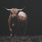 King of the Hill Highland Cow Photography Print by Uttermost