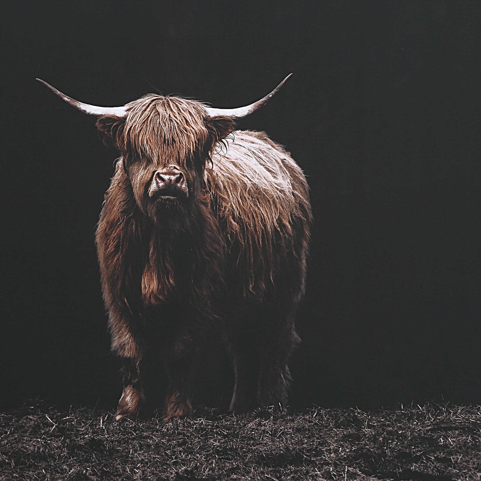 King of the Hill Highland Cow Photography Print by Uttermost