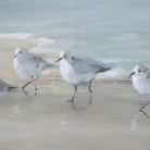 Tranquil Shorebirds On The Sand Framed Print by Uttermost