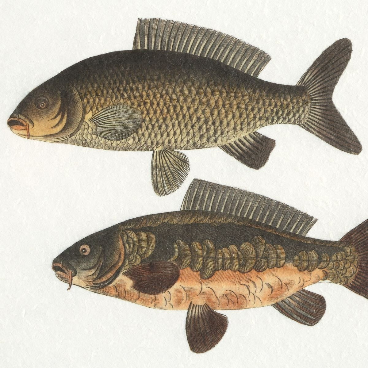 The Catch Framed Fish Prints Set of 2 by Uttermost
