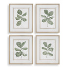 Fiddle Head Leaf Botanical Prints Set of 4 by Uttermost
