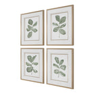 Fiddle Head Leaf Botanical Prints Set of 4 by Uttermost