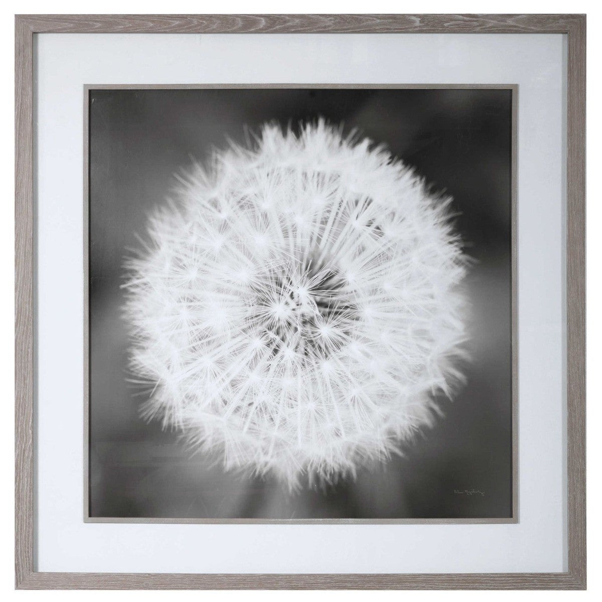 Dandelion Seedhead Framed Print by Uttermost