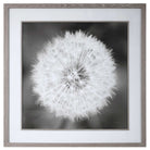 Dandelion Seedhead Framed Print by Uttermost