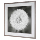 Dandelion Seedhead Framed Print by Uttermost