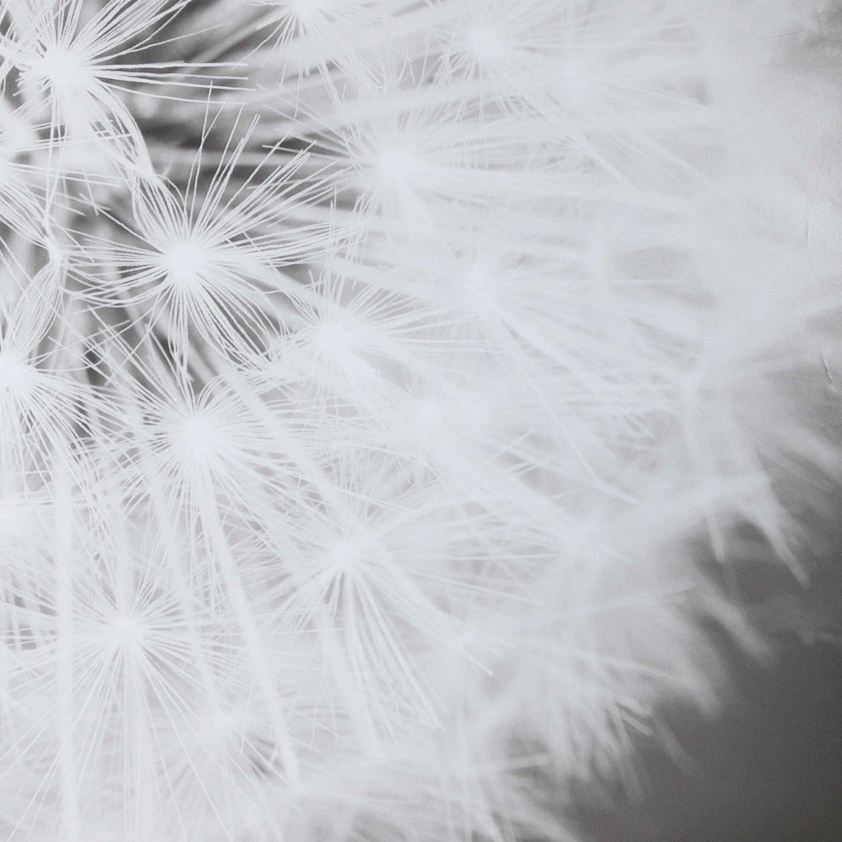 Dandelion Seedhead Framed Print by Uttermost