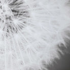 Dandelion Seedhead Framed Print by Uttermost