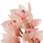 Bouquet Of Cymbidium Orchids Pink And Peach Tones Real Touch 36 Pieces / 2 Varieties Eichholtz